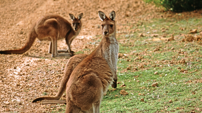 Eine Kängurufamilie akzeptiert uns als Nachbarn